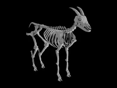 Goat Skeleton Low-poly 3D model