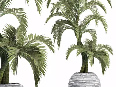 Plants Collection 184 Palm 3D model