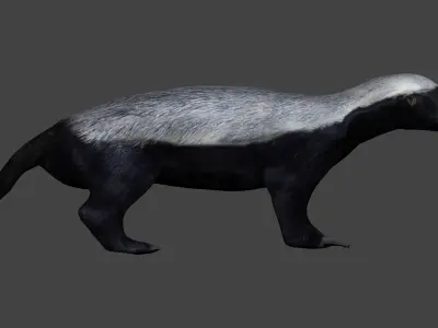 Honey Badger Low-poly 3D model
