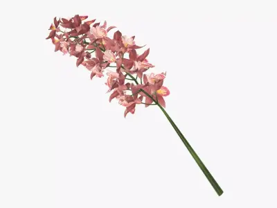 Branch with flowers orchid 3D model