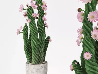 Plant 5 two cactus plants with flowers 3D model