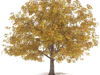 Maple Autumn yellow 3D model