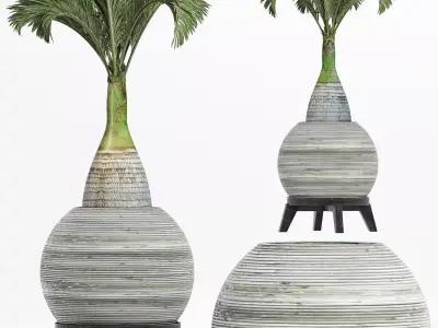 Plants Collection 181 Palm 3D model