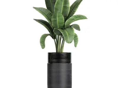 Decorative banana palm in flower pots for the interior 718 3D model