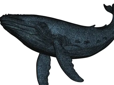 Humpback Whale 3D Printable Model STL OBJ 3D print model