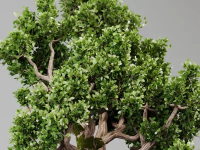 Bonsai Tree Indoor Plant 02 3D model