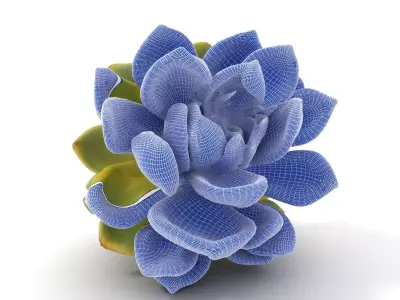 Green Succulent Plant model pack Low-poly 3D model