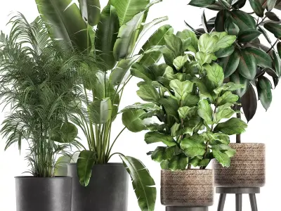 Plants in a flowerpots for the interior 861 3D model