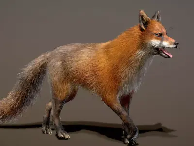 Red Fox 3D model