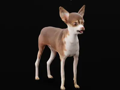 Russian Toy Terrier Dog Breed Low-poly 3D model