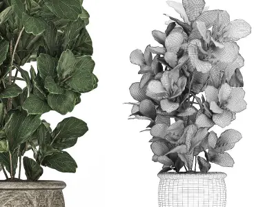 Ficus tree in classic flowerpots for the parks and garden 492 3D model