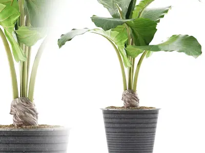Plants Collection 52 3D model