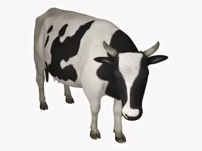 Dairy Cow 3D model
