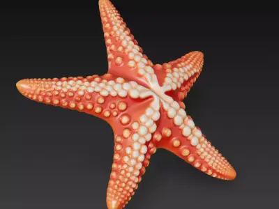 Starfish Realistic 3D Model Basic - Low Poly Realistic Low-poly 3D model