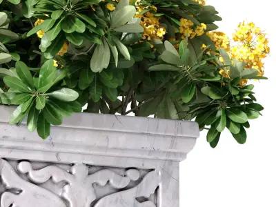 Outdoor garden plant tree in a marble vase planter urn flowerpot 3D model