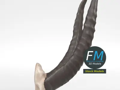 Stylized animal horns 3D model