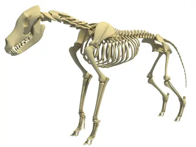 Wolf Skeleton 3D model