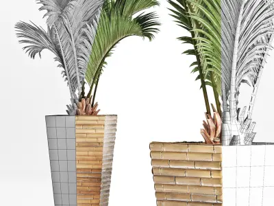 Plants Collection 179 Palm 3D model