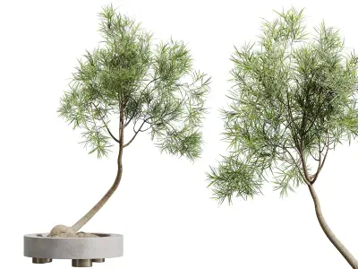 AV HousePlants Japandi Minimalism Ficus Dracaena Marginata14 3D model