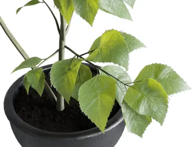 indoor plant set 338 ficus rubbery palm fern concrete vase Low-poly 3D model