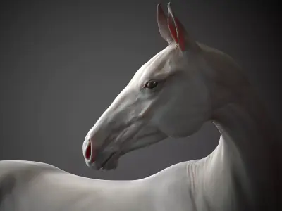 Akhal-Teke horse standing I 3D Sculpting 3D print model
