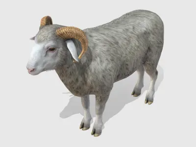 Ram realistic Low-poly 3D model