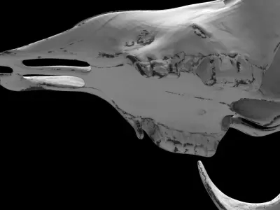 Ram Skull 3D model with six texture maps 3D model