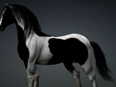 Horse-B1 3D model