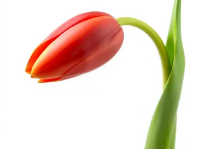 Elegant Red Tulip model pack Low-poly 3D model