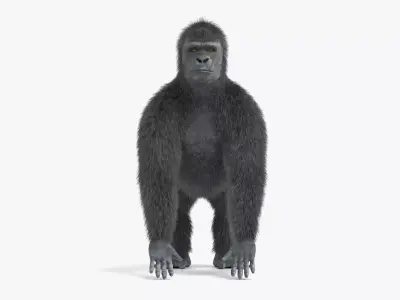 -Western Lowland Gorilla- 3D model