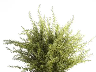 Floral green bouquet Asparagus branches glass vase 611 3D model