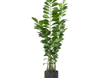 Zanzibar Gem Plant  PBR 3D model