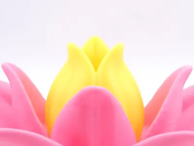 Multifunctional Lotus Flower 3D print model