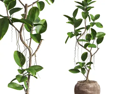 Ficus Elastica Plant Clay Stone Pot 3D model