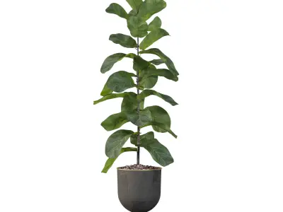 Ficus Lyrata in black pot 3D model