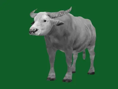 Albino Asian Water Buffalo  3D model