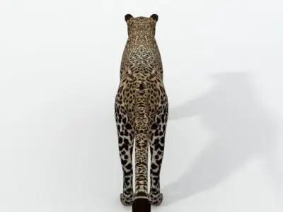 Leopard Low-poly 3D model purchase