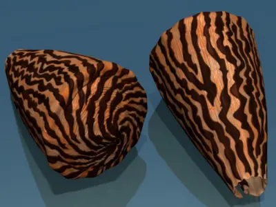 Conus shell low poly Low-poly 3D model