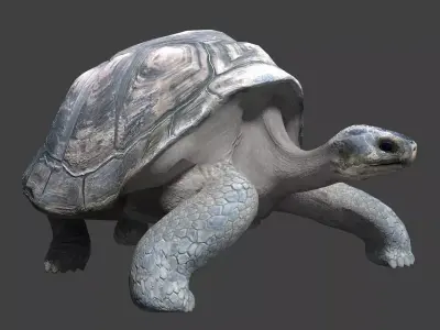 Giant tortoise 3D model