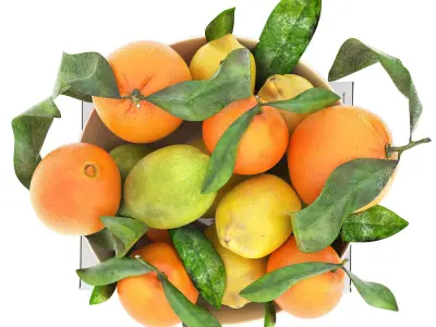 bowl of lemon mandarin and orange 3D model