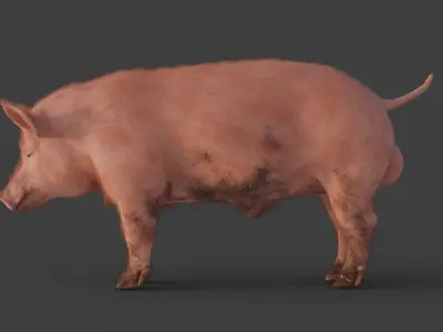 Pig Rigged and Animated 3D Model 3D model
