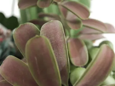 Plants 09 3D model