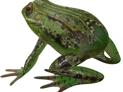 Frog Low-poly 3D model