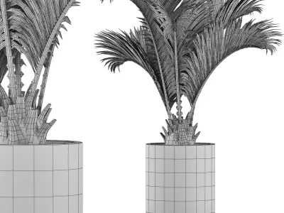 Plants Collection 129 Palm 3D model