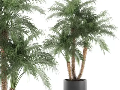 Decorative Phoenix roebelenii palm in a black flowerpot 620 3D model