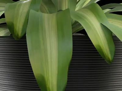 Exotic Plants Dracaena Flower 3D model