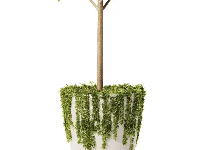 Olive With Ivy Plant Set1 3D model