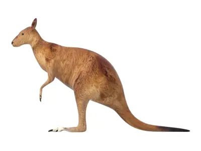 Kangaroo Low Poly Australian Animal 3D model