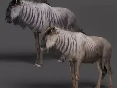 Connochaetes Animation - VFX Grace Blender 3D model