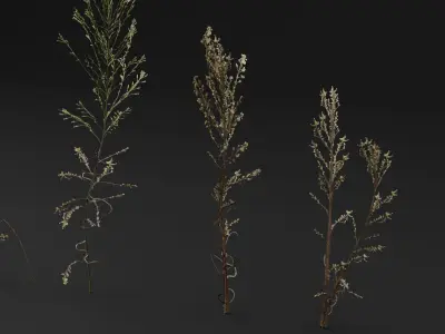 Bushy Starwort 3D model